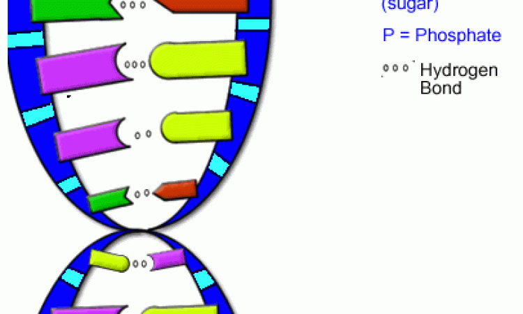  New DNA Repair Paper That Has Evolution Crashing Again