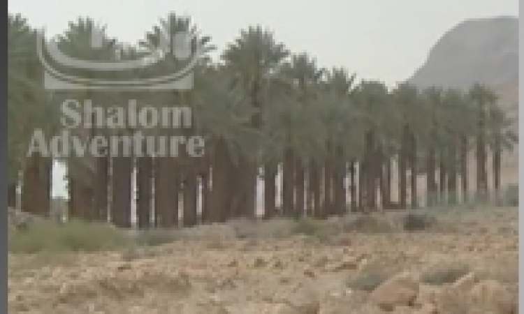 Israelis Use Technology to Make the Desert Bloom