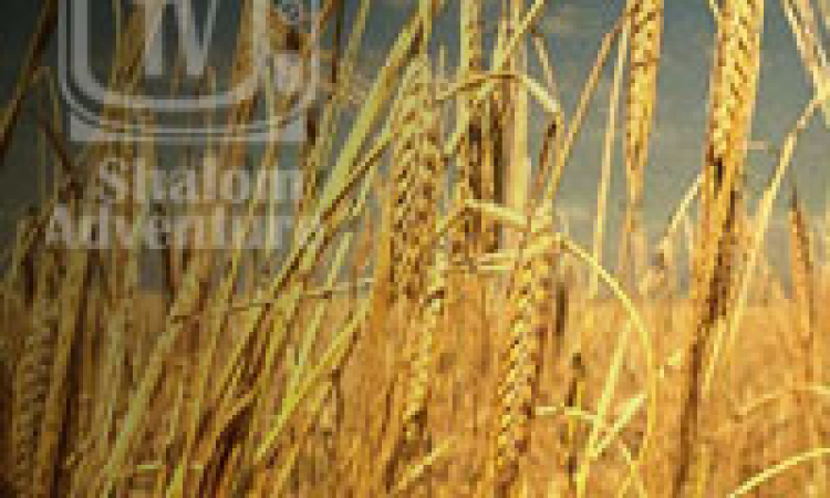Tu Bi Shevat • Barley and Judgement